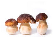 Как заморозить белые грибы на зиму?