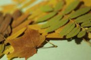 Как сушить листья для гербария