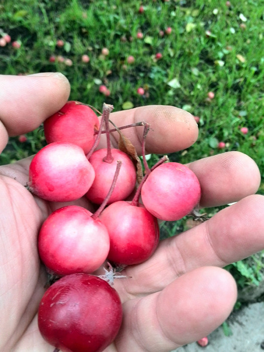 Райские яблоки - хоть и не велики по размеру, но очень вкусные. 