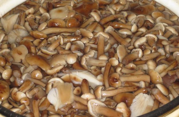 Отварные грибы