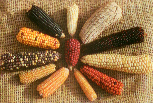 сушёная кукуруза