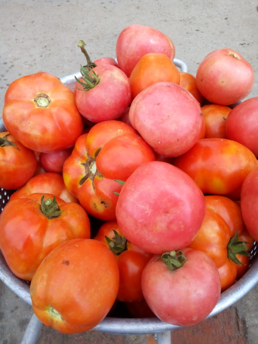 Вяленые томаты в масле с итальянскими травами 