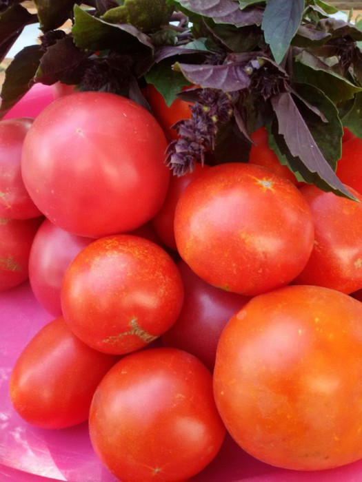 Маринованные помидоры с базиликом