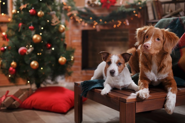 Виртуальные открытки к году Собаки