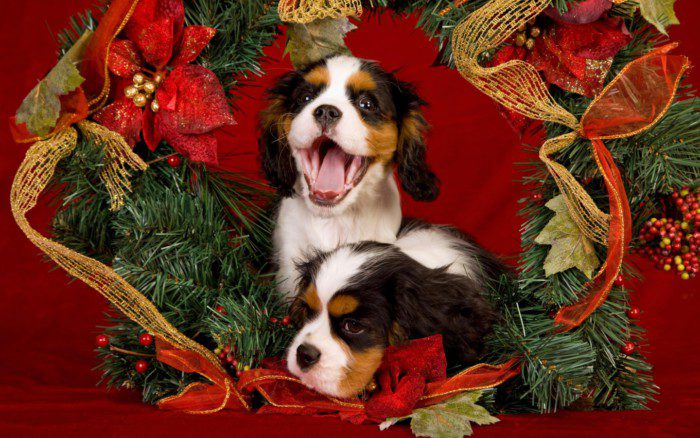 Виртуальные открытки к году Собаки