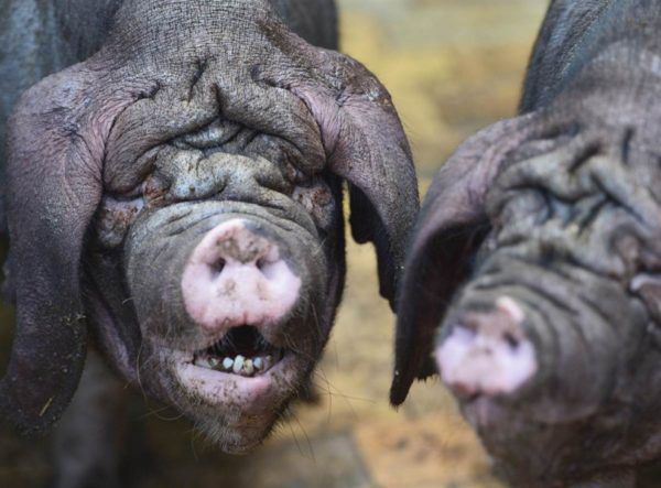 Красивые и смешные картинки свинок на Новый год 2019