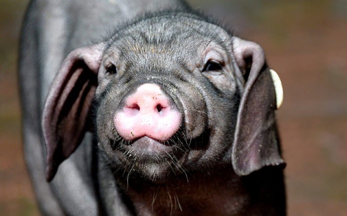 Красивые и смешные картинки свинок на Новый год 2019