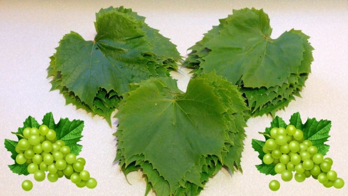 Листья винограда для долмы 🥝 заготовка, как засолить, как сохранить